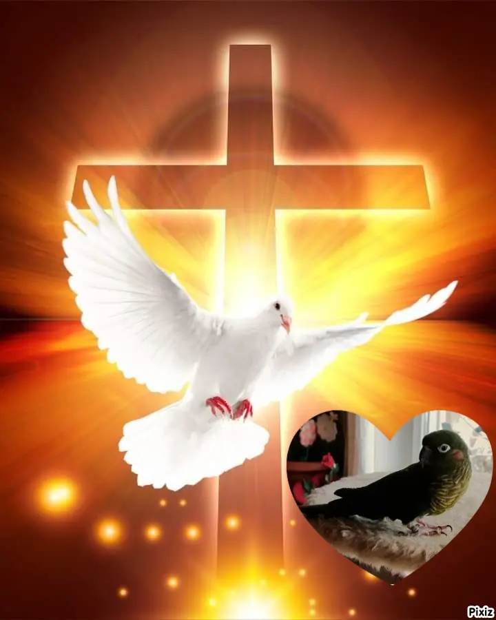 Condolence image of Tanja mit Timmy im Herzen