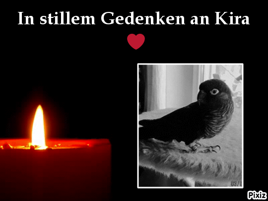 Condolence image of Tanja mit Timmy im Herzen 