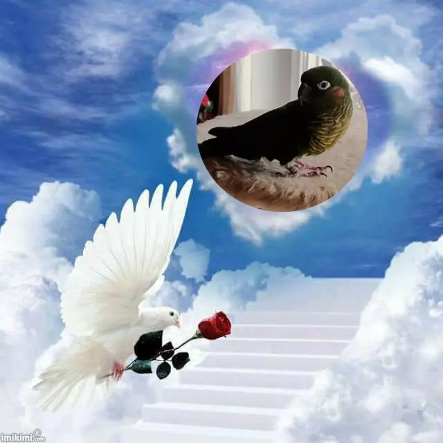 Condolence image of ❤️❤️❤️❤️❤️❤️❤️❤️❤️❤️❤️❤️