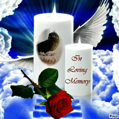 Condolence image of Tanja mit Timmy im Herzen 