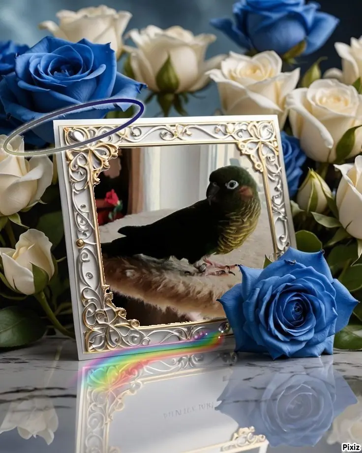 Condolence image of Tanja mit Timmy im Herzen
