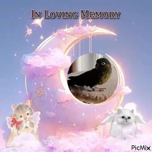 Condolence image of 4.Sternchen❤️Gedenktag❤️❤️❤️❤️