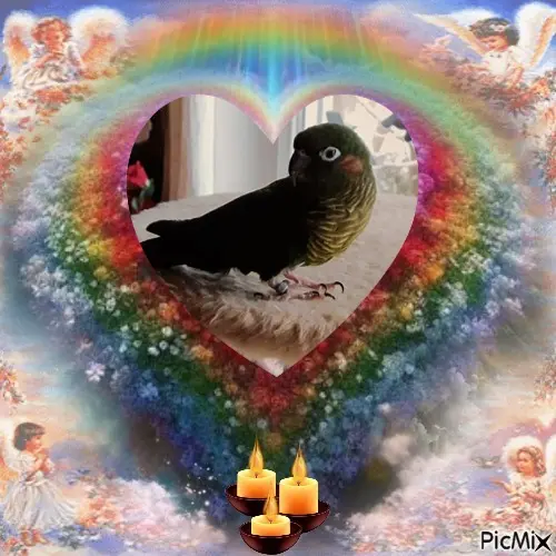 Condolence image of ❤️❤️❤️❤️❤️❤️❤️❤️❤️❤️❤️❤️