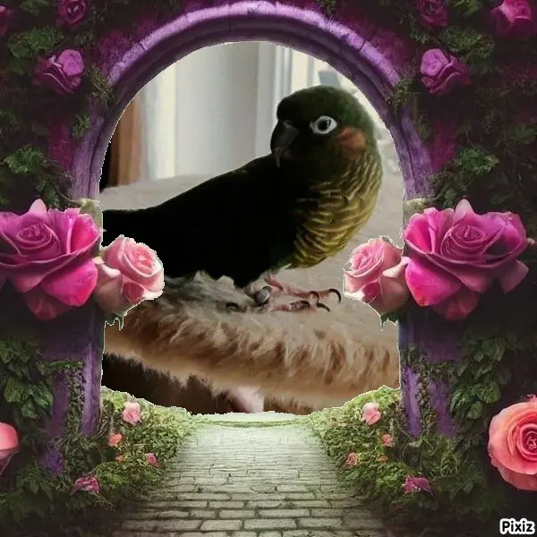 Condolence image of Tanja mit Timmy im Herzen