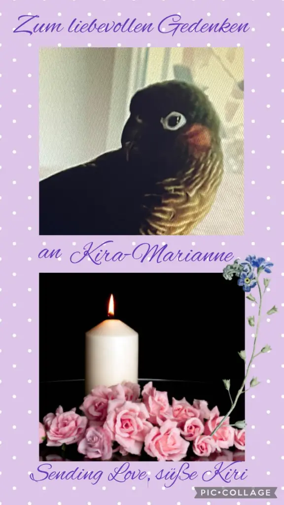 Condolence image of ❤️55 Mo❤️Deine Mutti und deine Tante ❤️