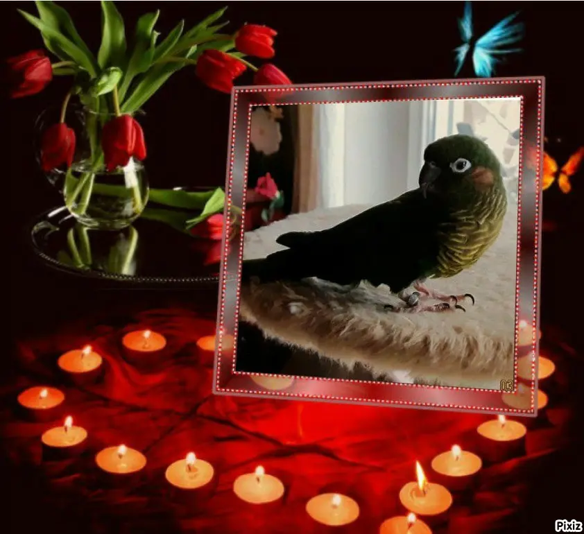 Condolence image of Tanja mit Timmy im 💘🐈🐾