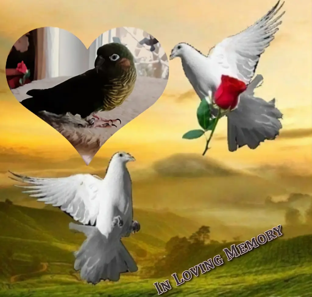 Condolence image of ❤️❤️❤️❤️❤️❤️❤️❤️❤️❤️❤️❤️❤️