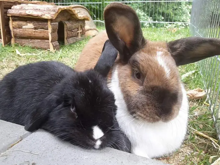 Image from Mausi & Mümmel