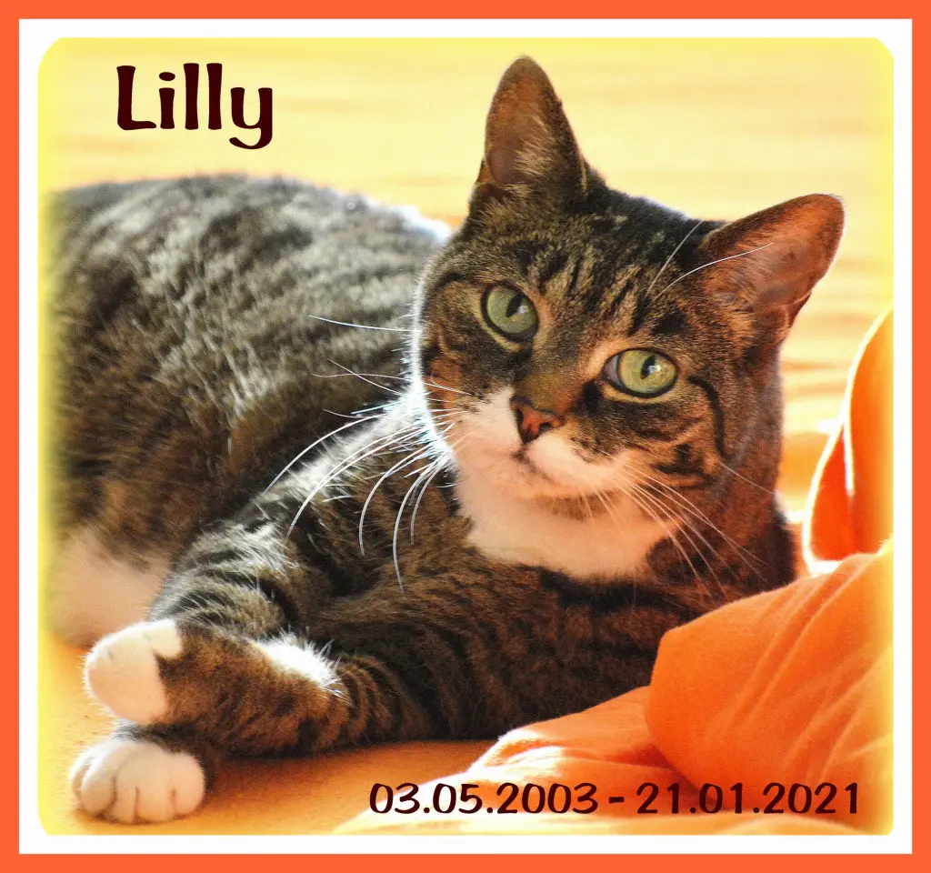 Image from Lilly