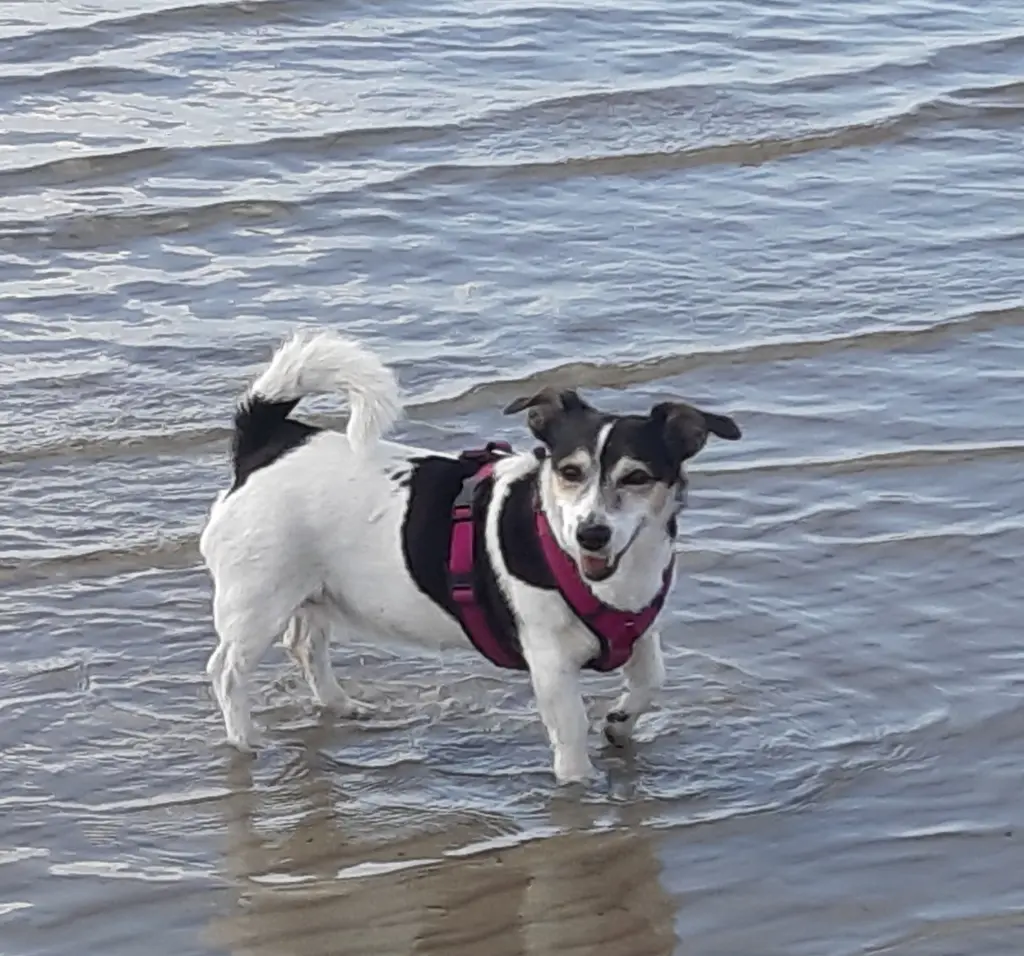 Image from Peggy