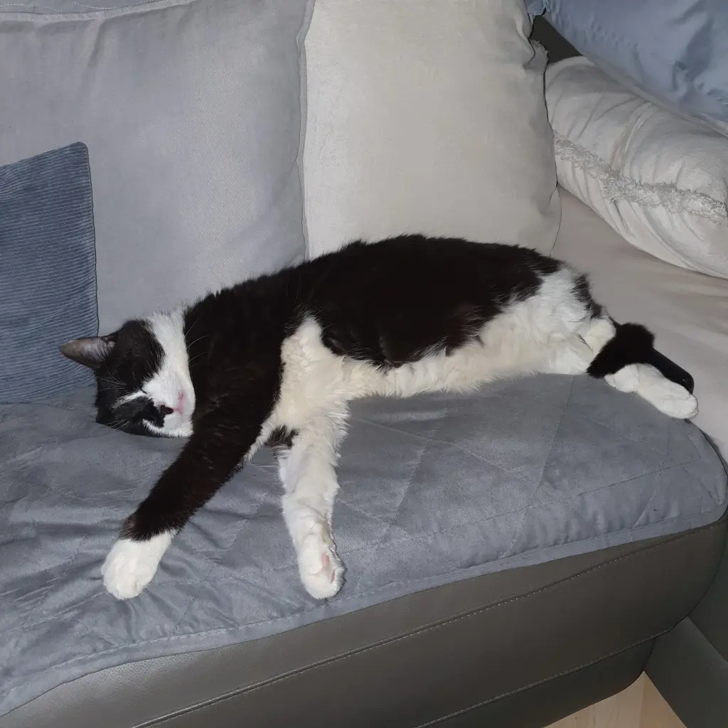 Image from Balou