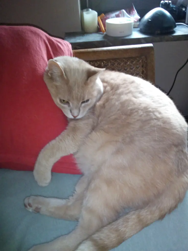 Image from Kimba