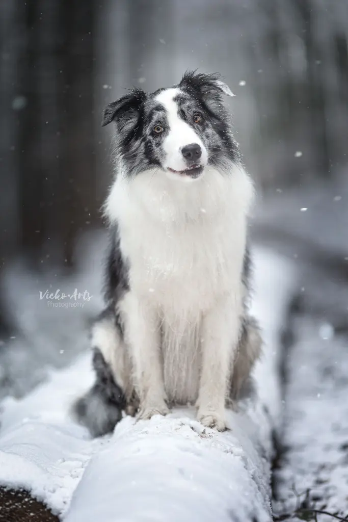 Image from Linus