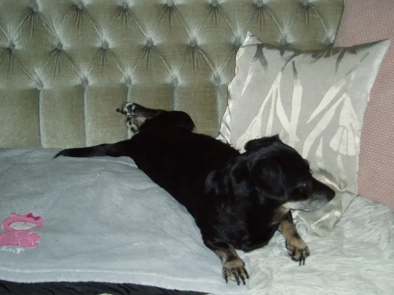 Condolence image of Kazimiera mit Maja