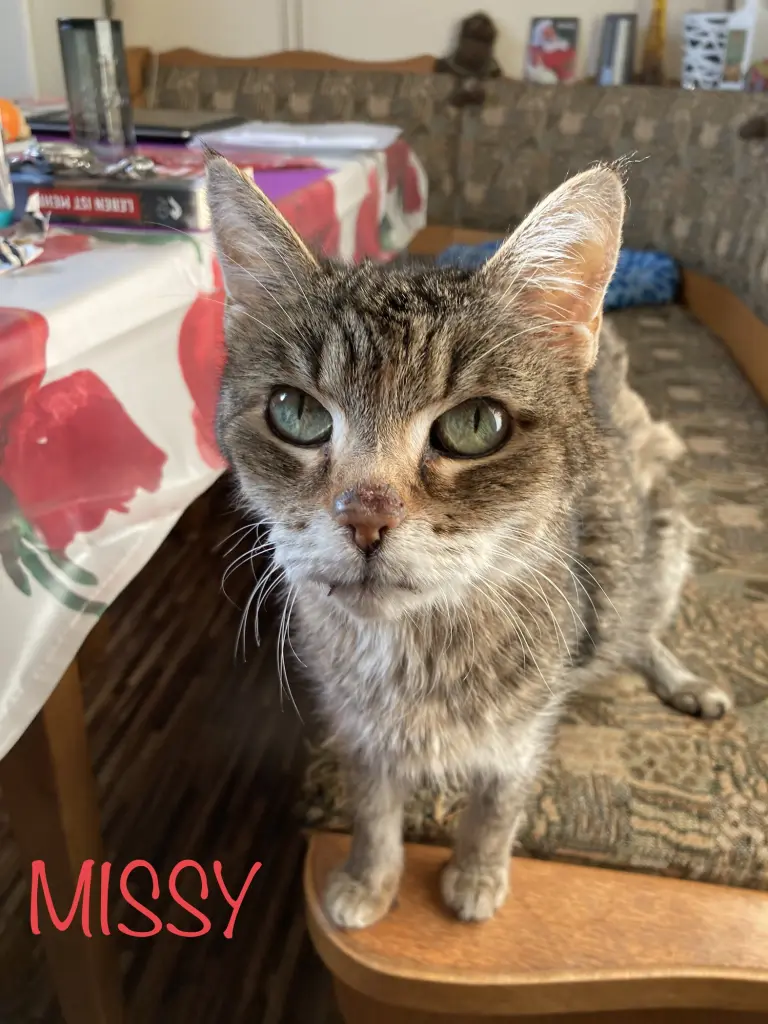 Image from Missy