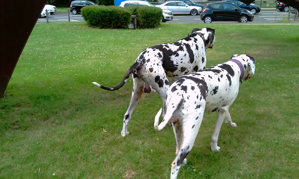 Condolence image of Daniela mit Sniper im Herzen