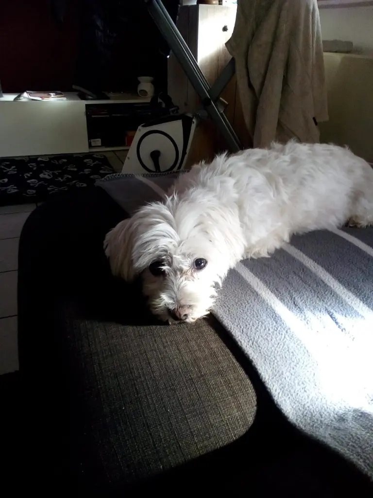 Image from Minou