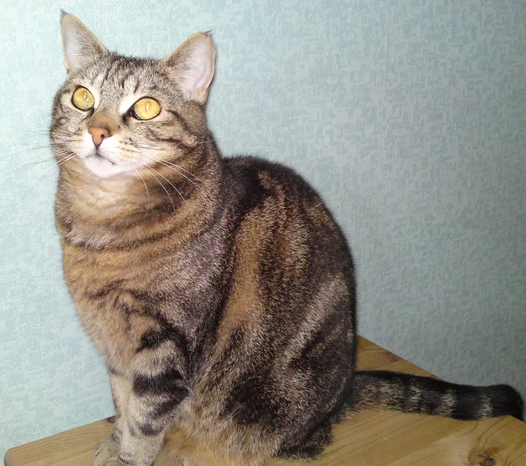 Image from Kitty
