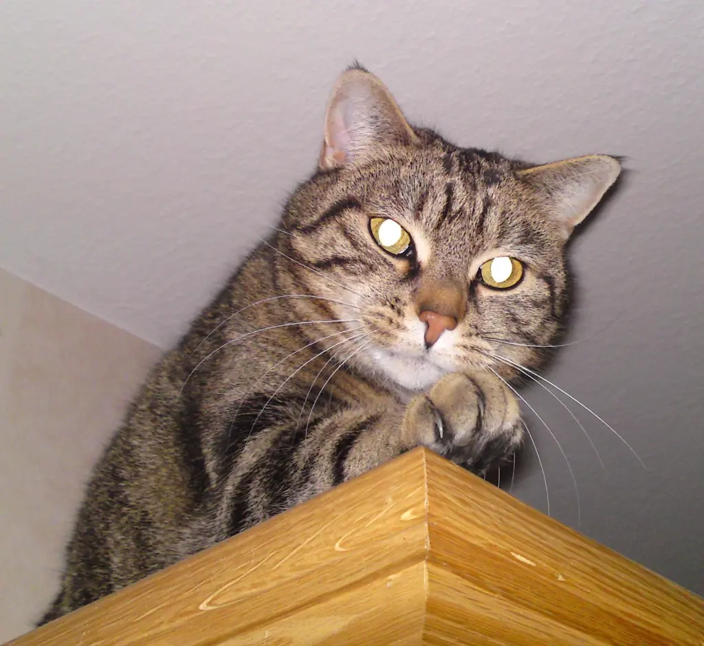 Image from Kitty