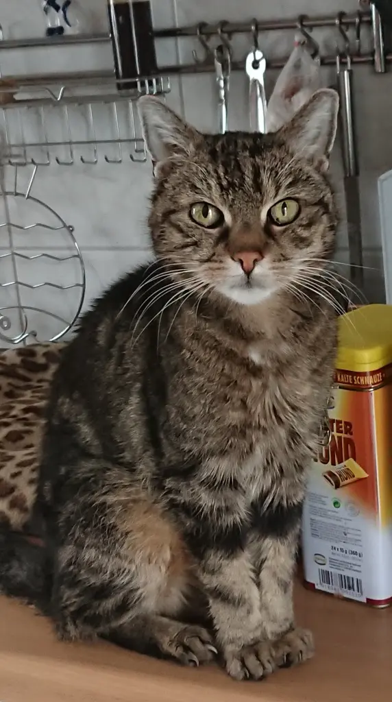 Image from Kitty
