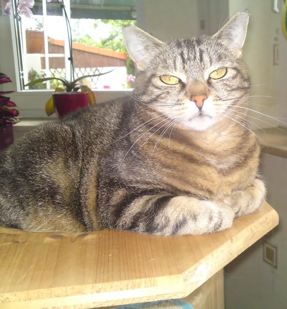 Image from Kitty