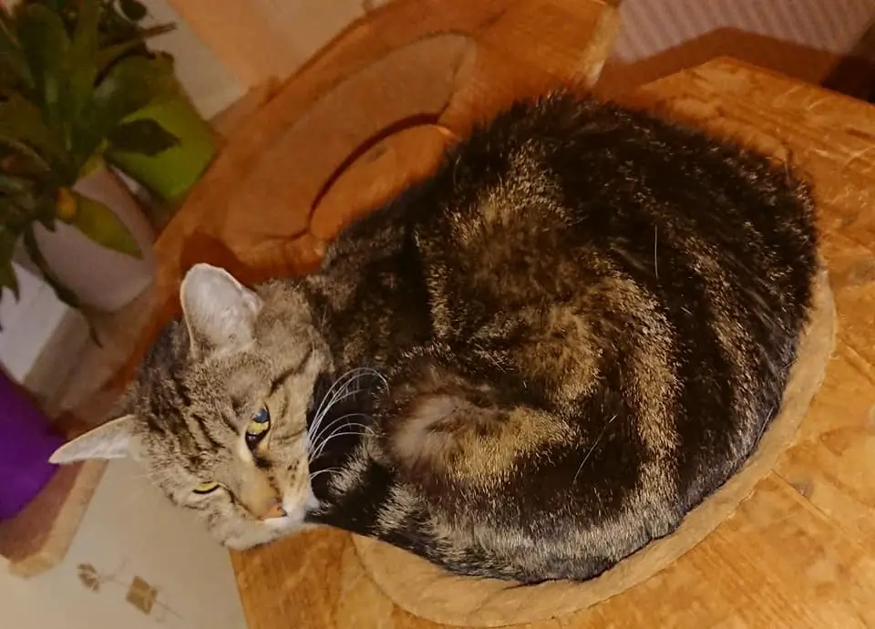 Image from Kitty