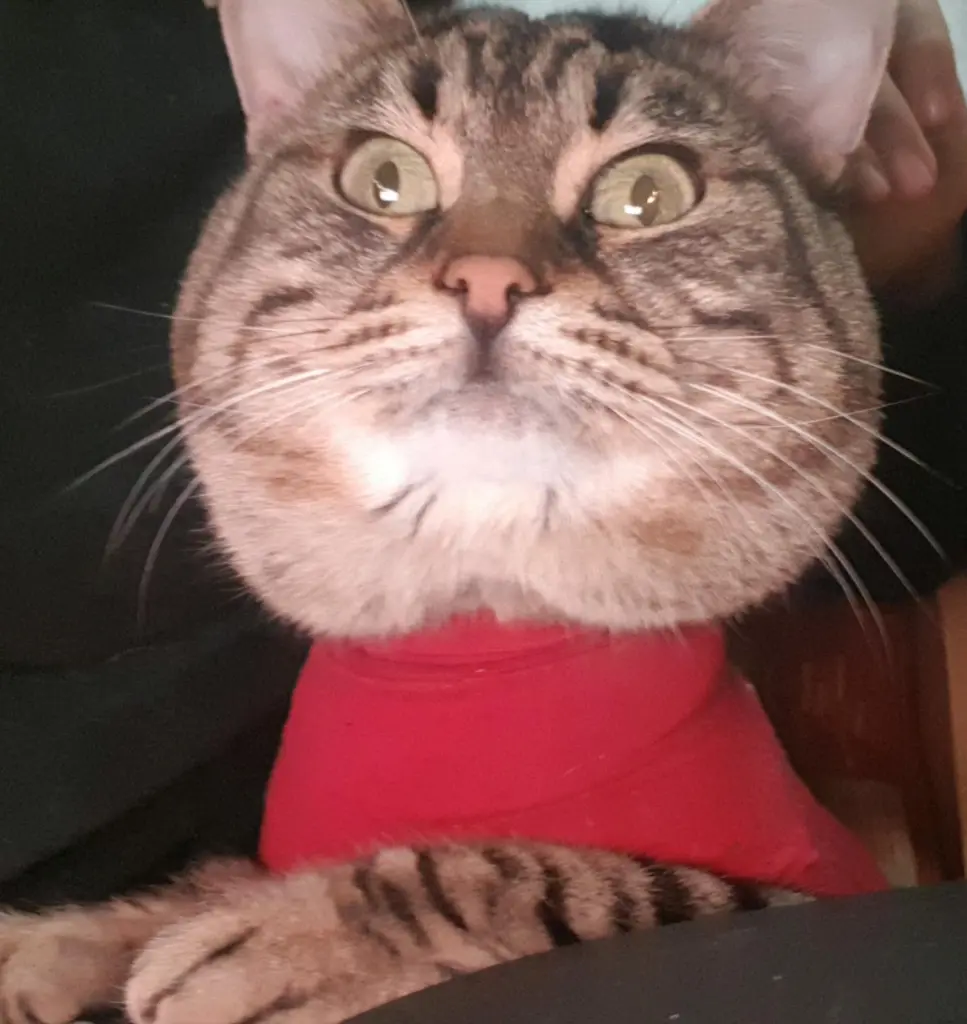 Image from Tiger