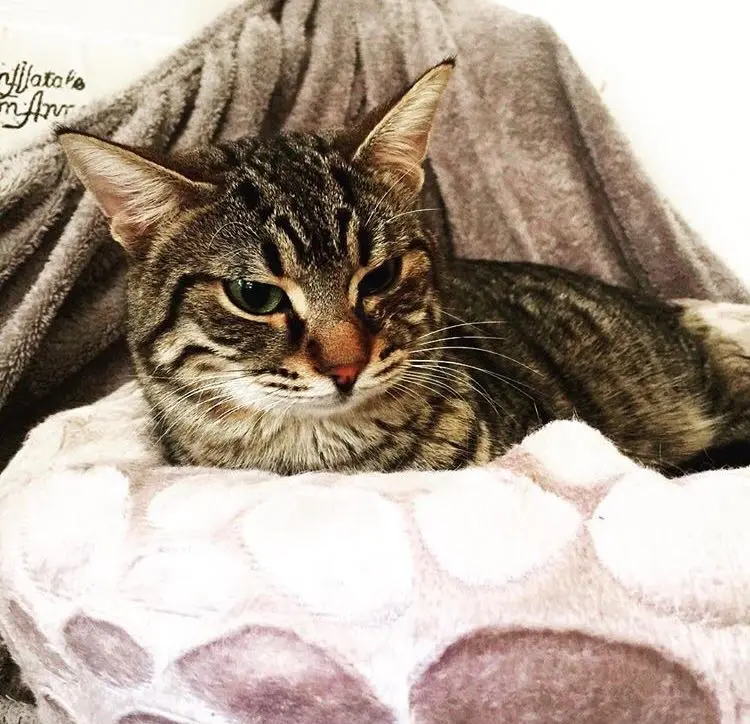 Image from Tiger