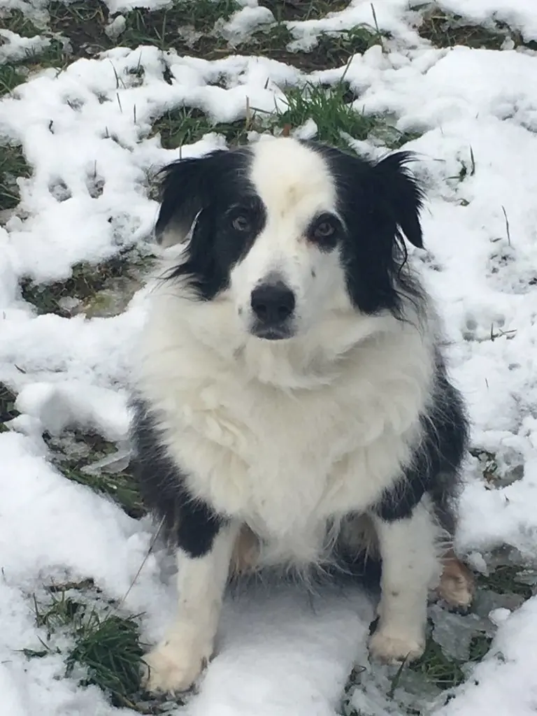 Condolence image of Wally mit Laika im Herzen