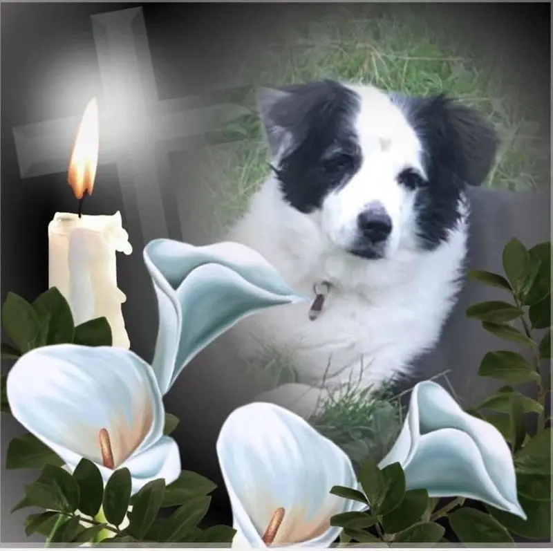 Condolence image of Wally mit Laika im Herzen