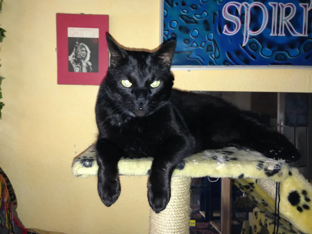 Image from Iggy-Spock