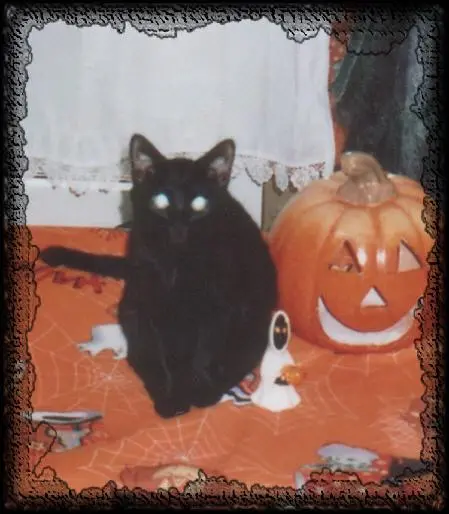 Image from Iggy-Spock