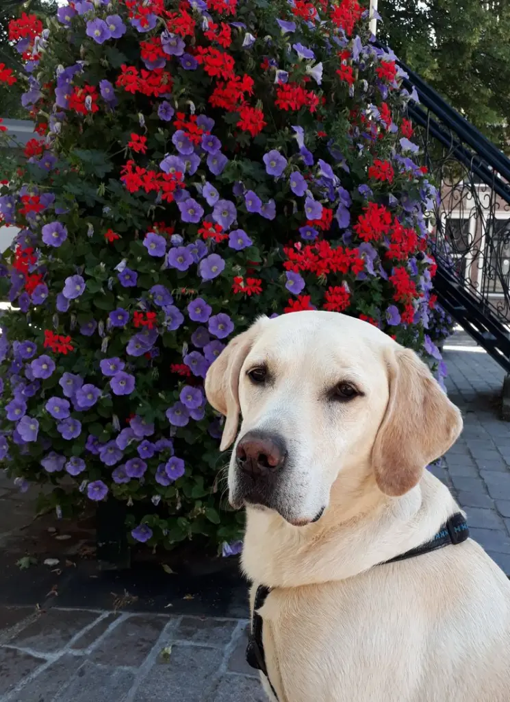 Condolence image of Andrea