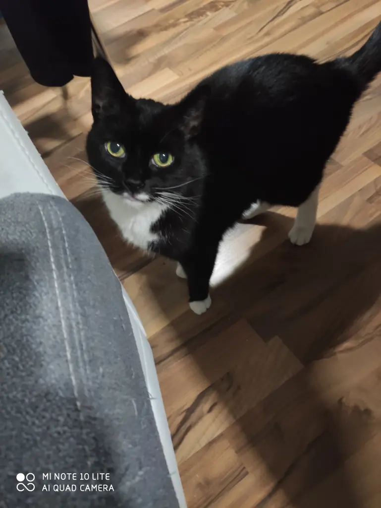 Image from Gismo