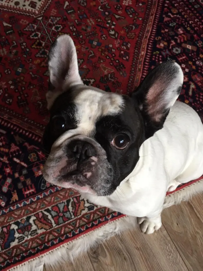 Image from Gizmo