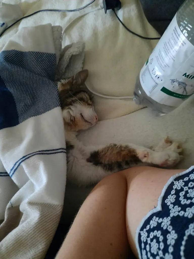 Image from Tiger