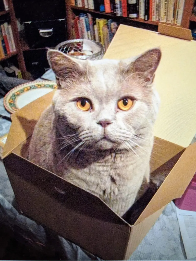 Image from Neko