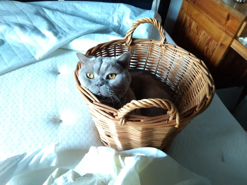 Image from Neko