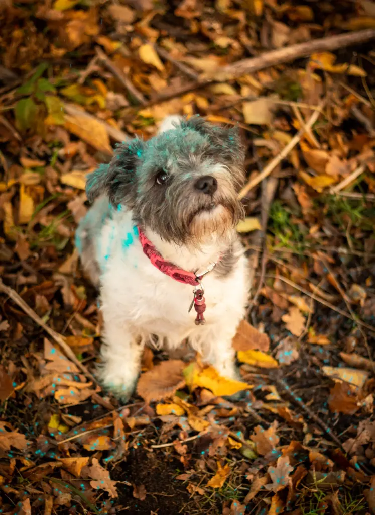 Image from Trixie