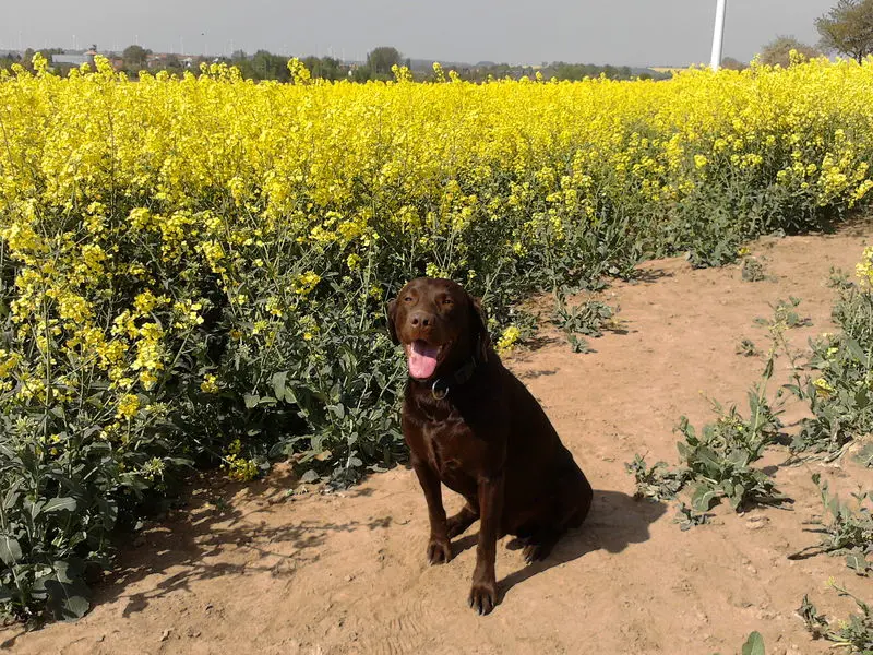 Andachtsbild von Silvana