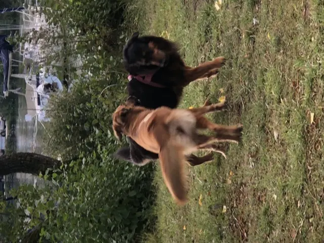 Image from Bacco