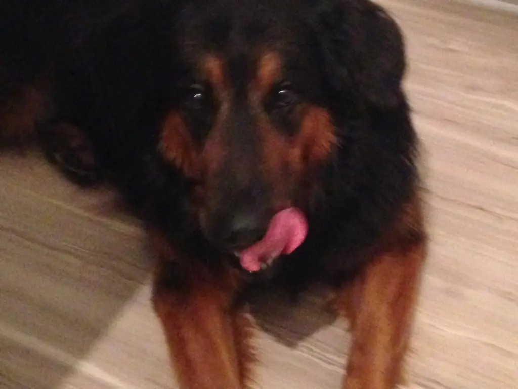 Image from Bacco