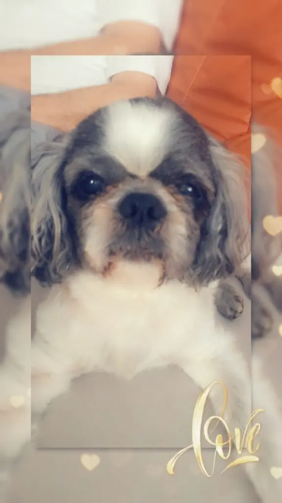 Image from Leo