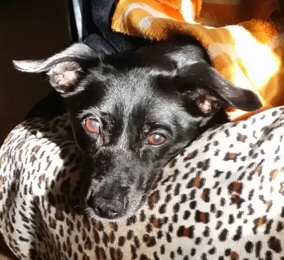Image from Laika