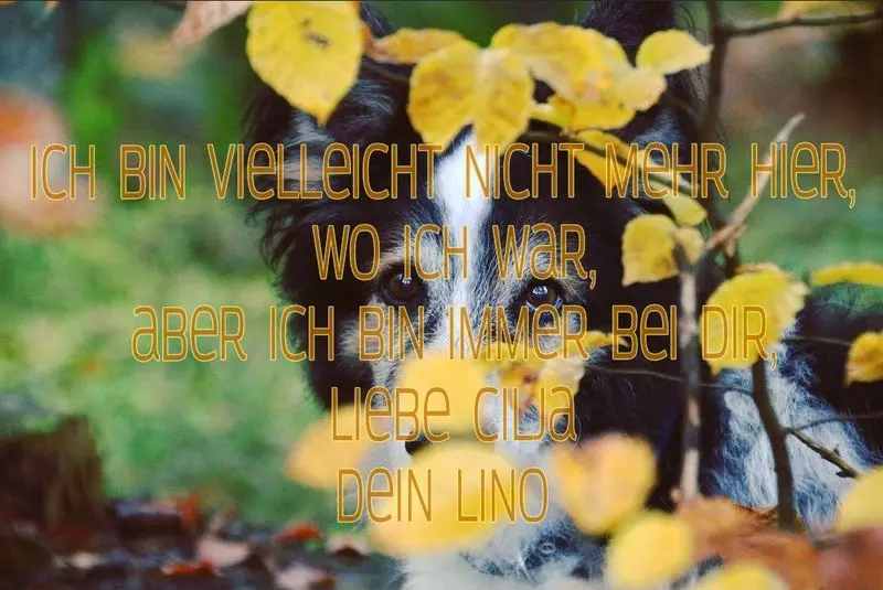 Condolence image of Stefanie und Lolly und Vanille