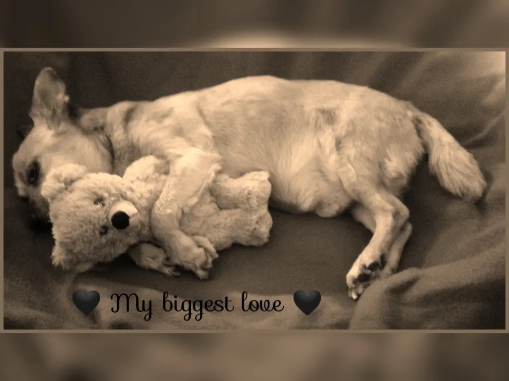 Image from Benji (Rudi)