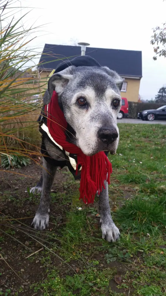 Image from Butch