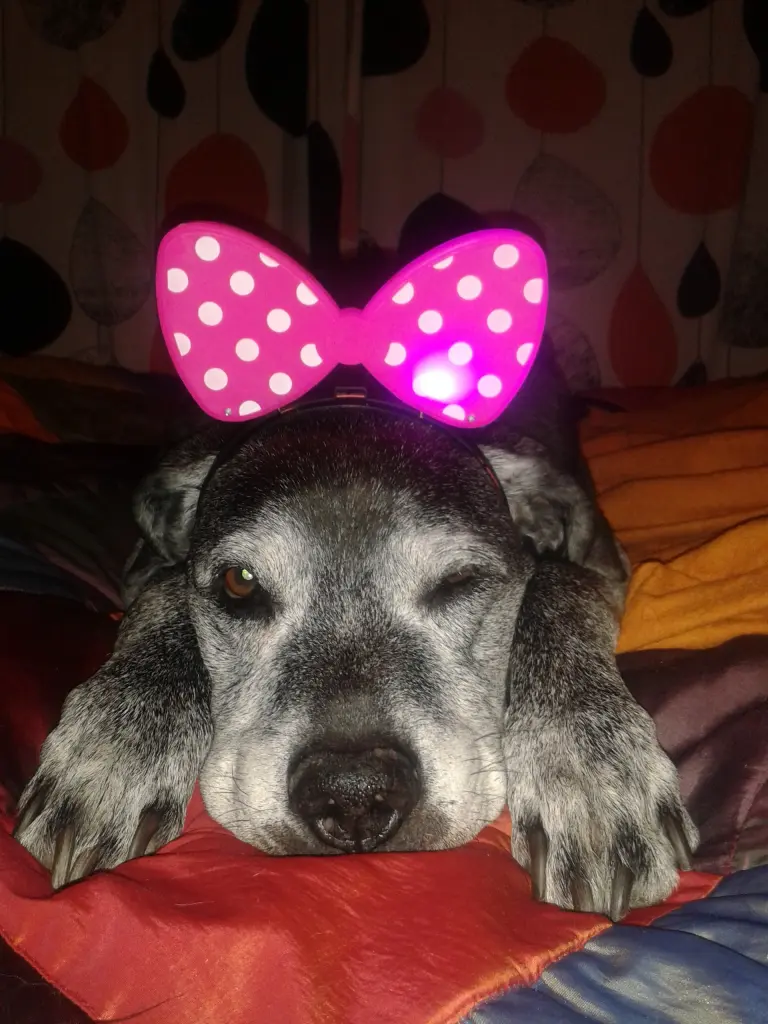 Image from Butch