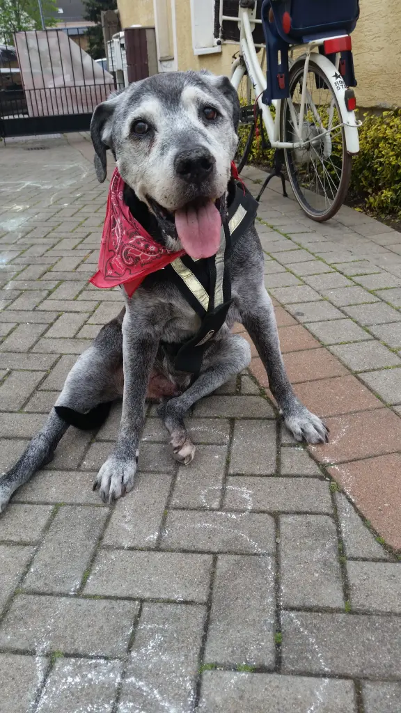 Image from Butch