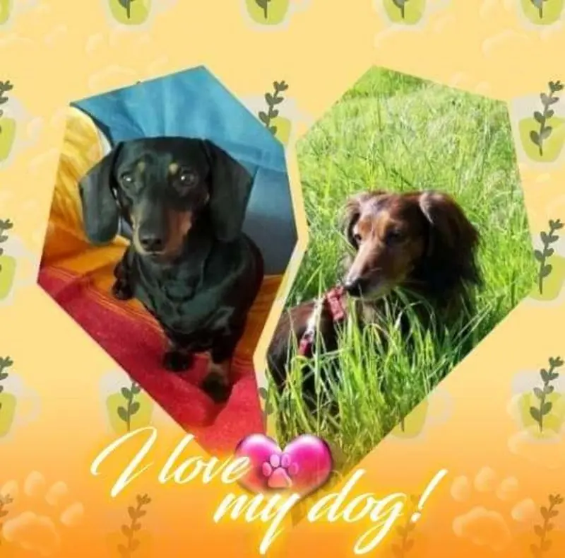 Condolence image of Iris mit Louis im ❤ gest.28.12.20 und Candy an meiner Seite